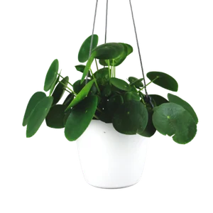 product-3